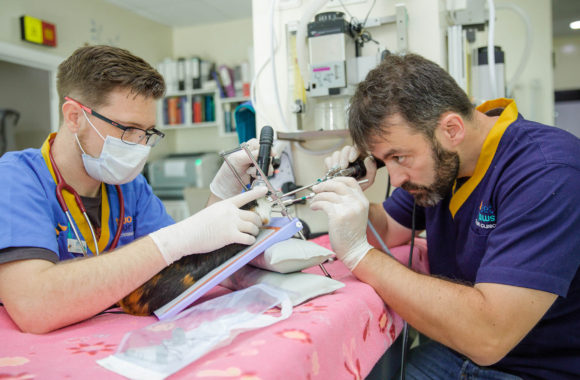 Endoscopy Endoscopy