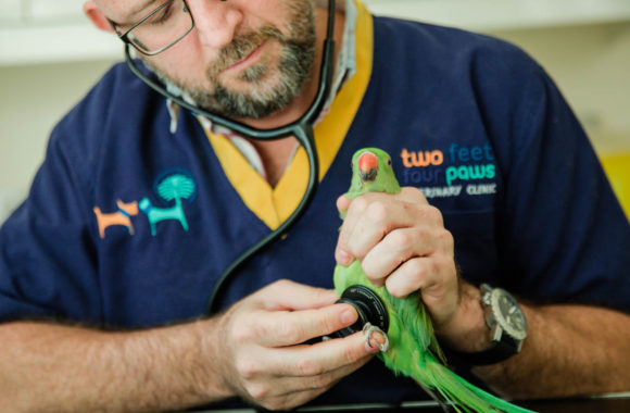 Specialist Exotics Consultation/Care Specialist Exotics Consultation/Care