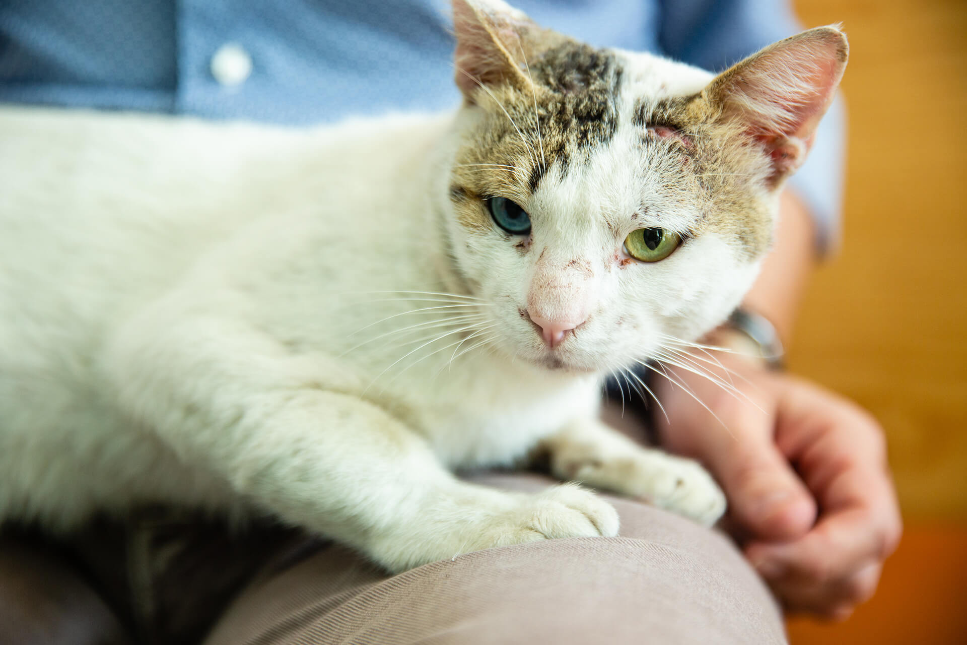 5 Steps to a Heatstroke-Free Summer for Pets in the UAE