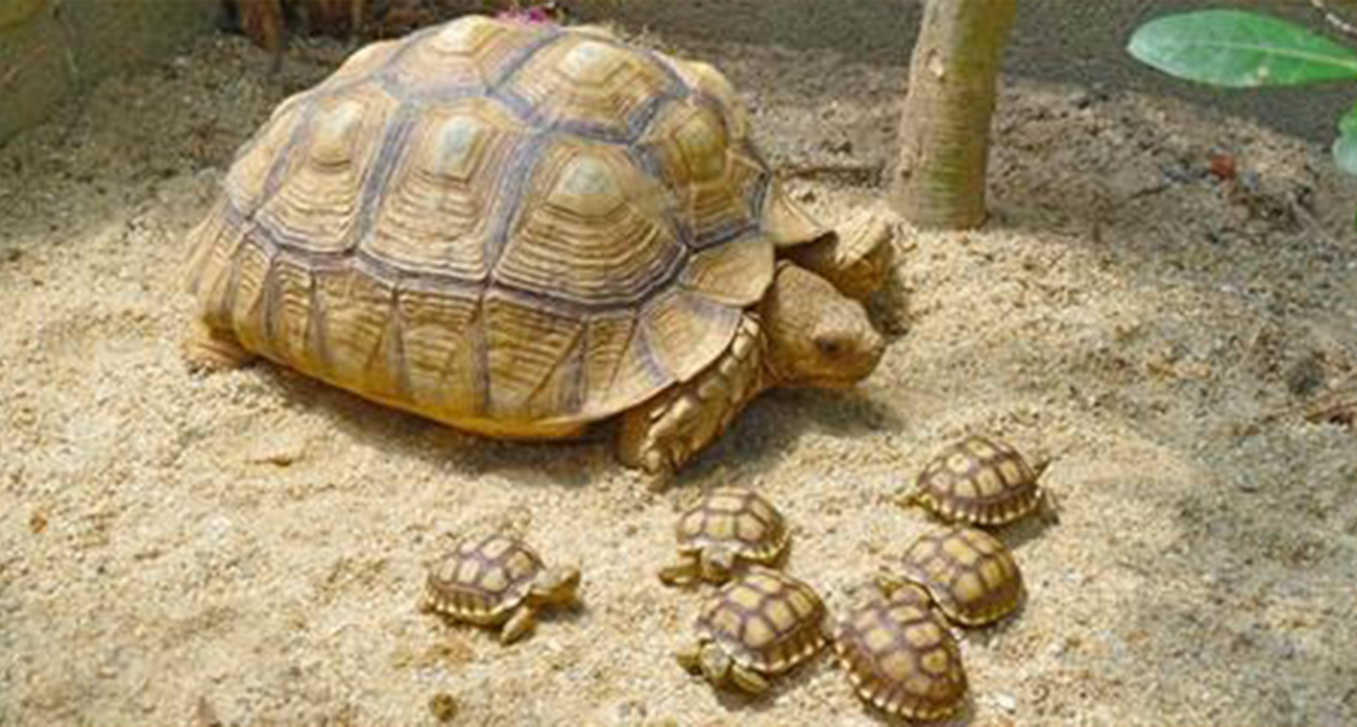 Care sheet for African Spurred Tortoise, Geochelone Sulcata