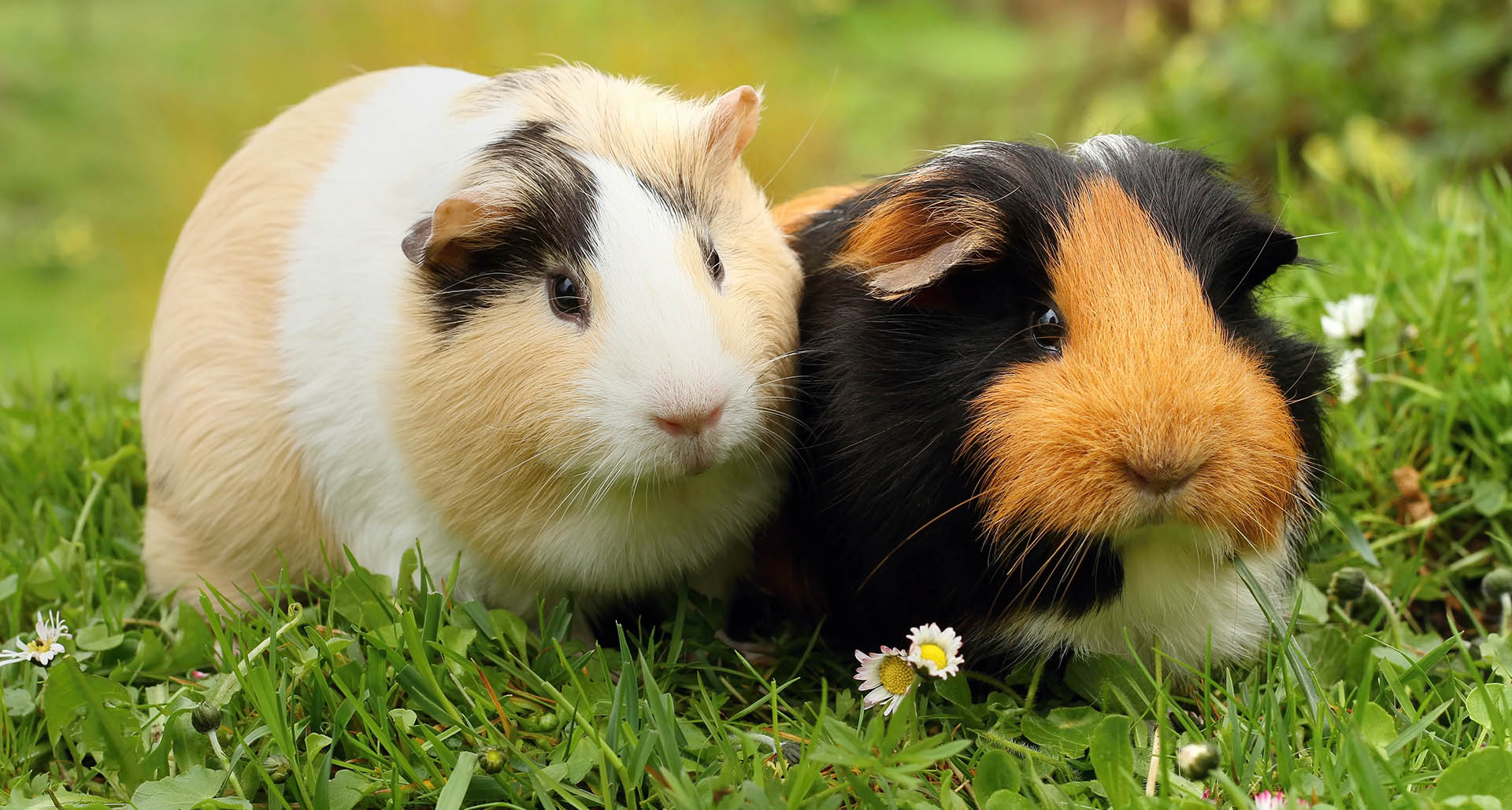 Birth of guinea pig 