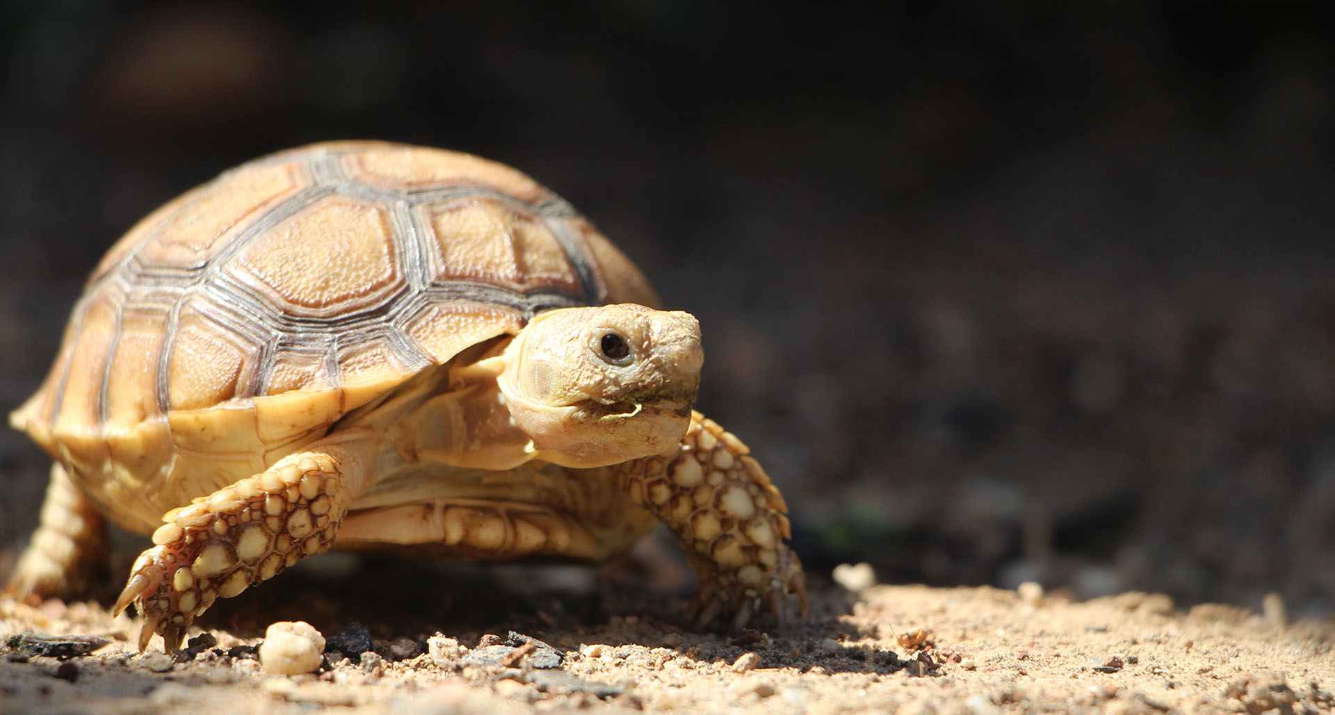 Basic Husbandry for Tortoises