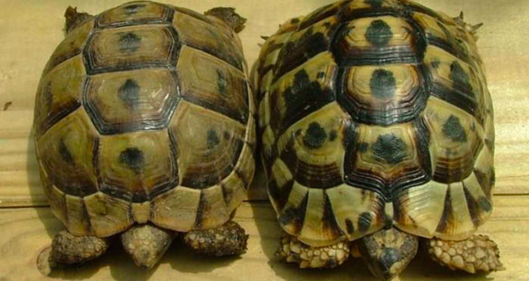 Care Sheet for Mediterranean Spur Thigh Tortoise