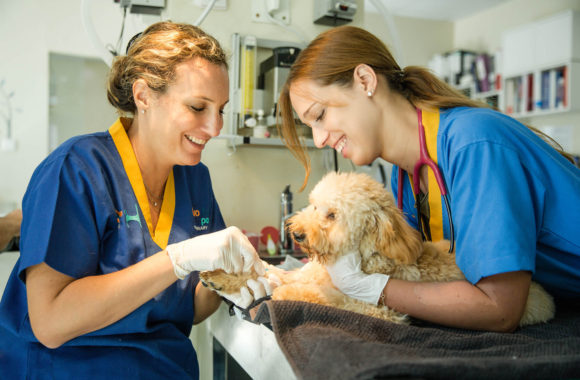 veterinary hospital dubai