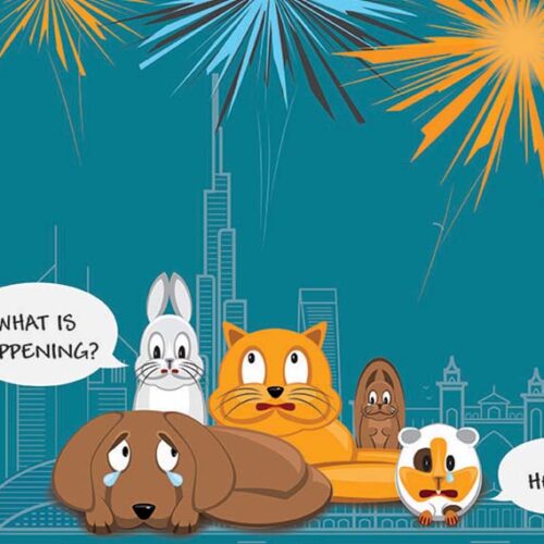 Fireworks and your Pet