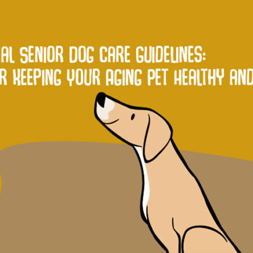 Senior Dog Care Guidelines: Tips for Pet Owners