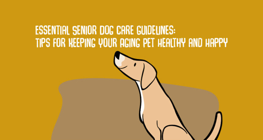 Senior Dog Care Guidelines: Tips for Pet Owners