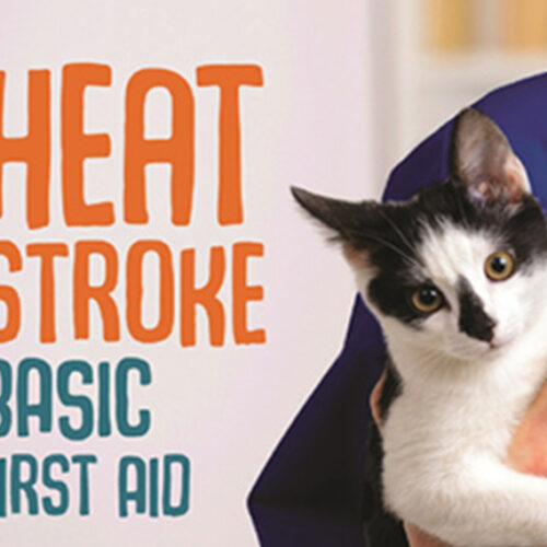 Heat Stroke – Basic First Aid