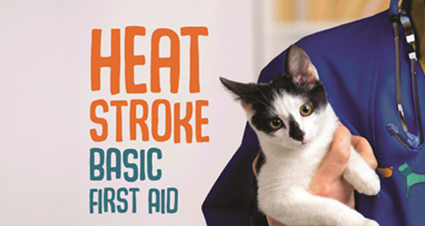 Heat Stroke – Basic First Aid