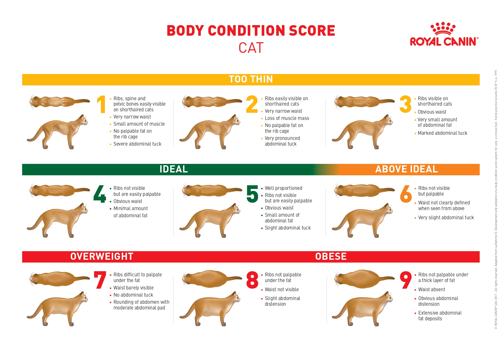 Body Condition Score - Cat