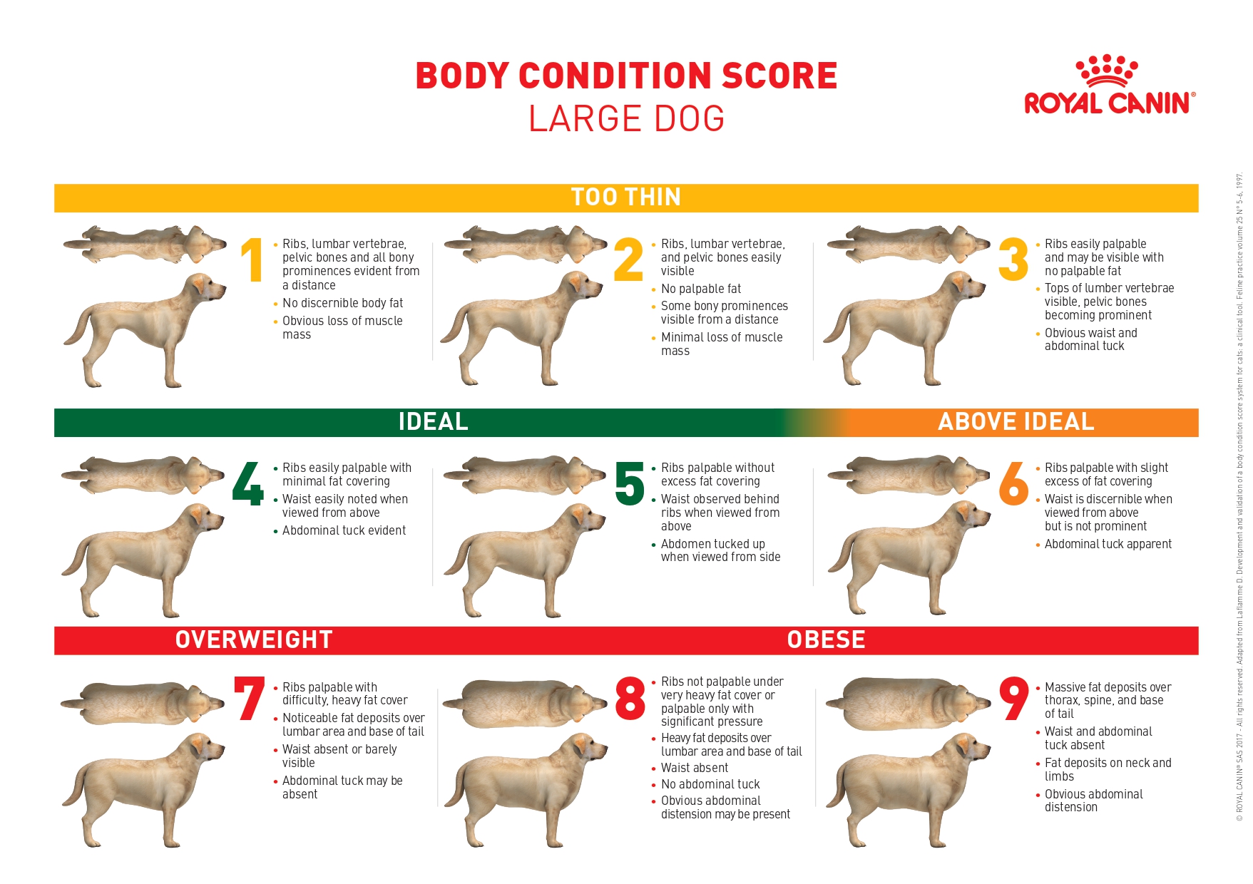 Body Condition Score - Large Dog