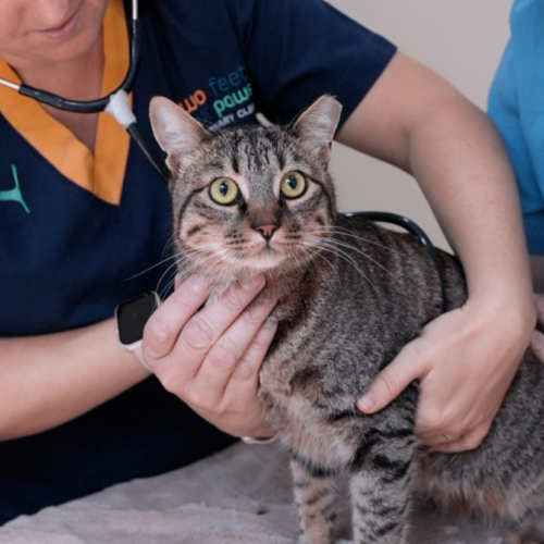 Understanding Chronic Kidney Disease (CKD) in Cats: Causes, Symptoms, and Treatment