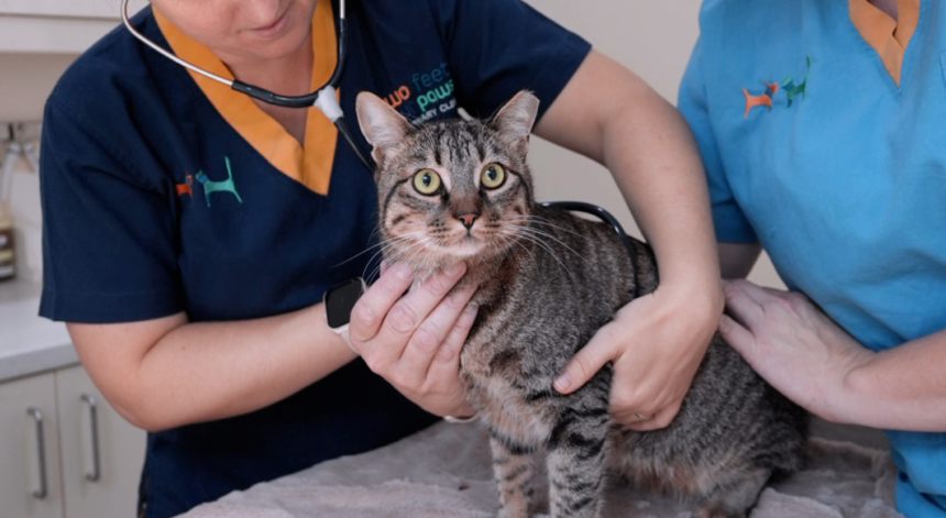Understanding Chronic Kidney Disease (CKD) in Cats: Causes, Symptoms, and Treatment