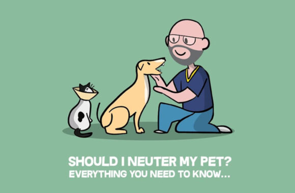 Should I Neuter My Pet? Everything You Need to Know…