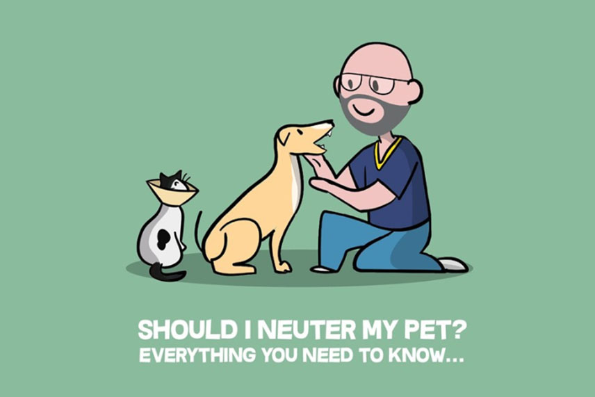 Should I Neuter My Pet? Everything You Need to Know… Should I Neuter My Pet? Everything You Need to Know…