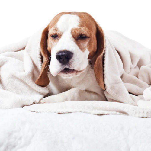 Heading Away This Summer? Don’t Forget the Kennel Cough Vaccine!