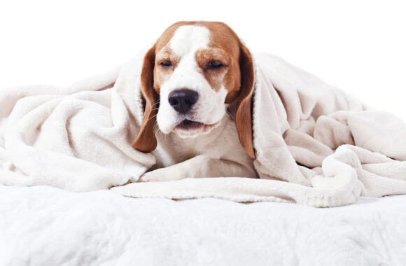 Heading Away This Summer? Don’t Forget the Kennel Cough Vaccine!