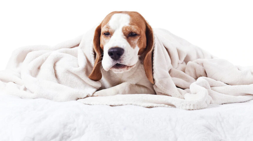 Heading Away This Summer? Don’t Forget the Kennel Cough Vaccine!