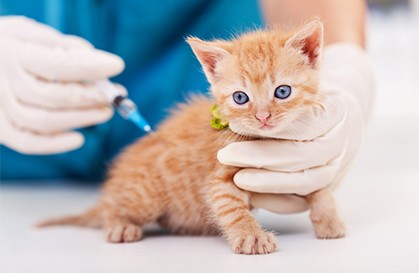 reliable cat vaccination in Dubai
