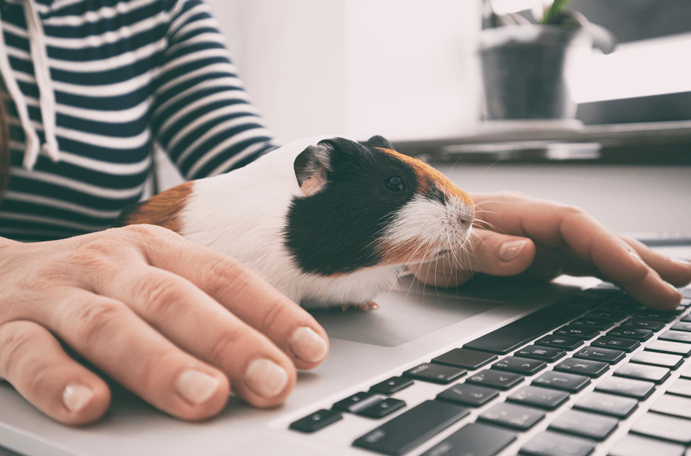 guinea pig with laptop