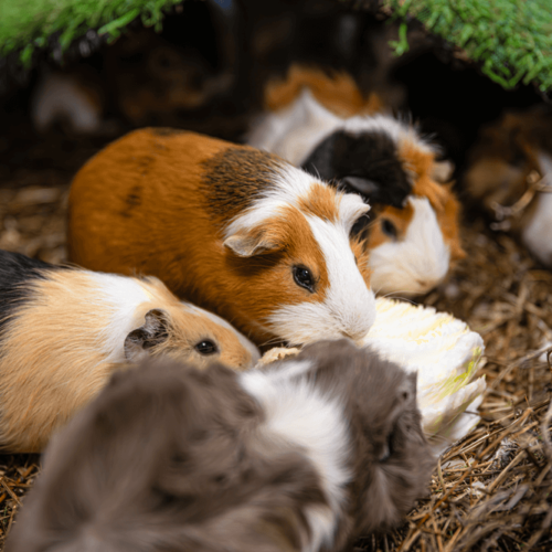 Guinea Pig Care Guide: Keeping Your Pet Healthy and Happy