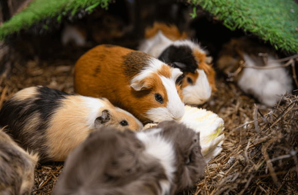 Guinea Pig Care Guide: Keeping Your Pet Healthy and Happy