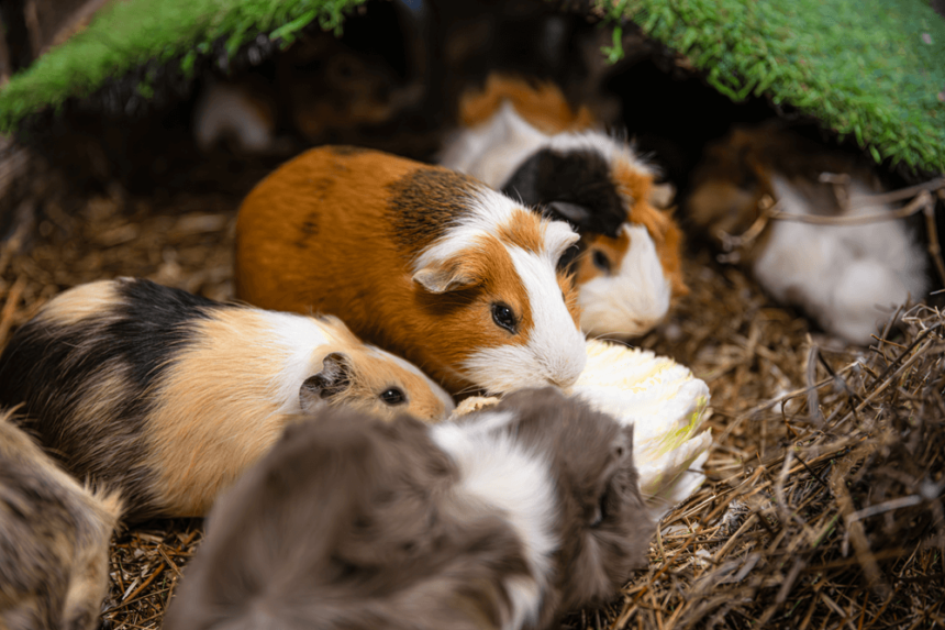 Guinea Pig Care Guide: Keeping Your Pet Healthy and Happy