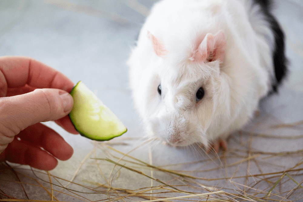 guinea pig eating cucumber