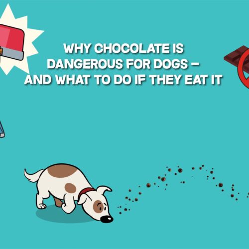 Why Chocolate Is Dangerous for Dogs: Know the Risks
