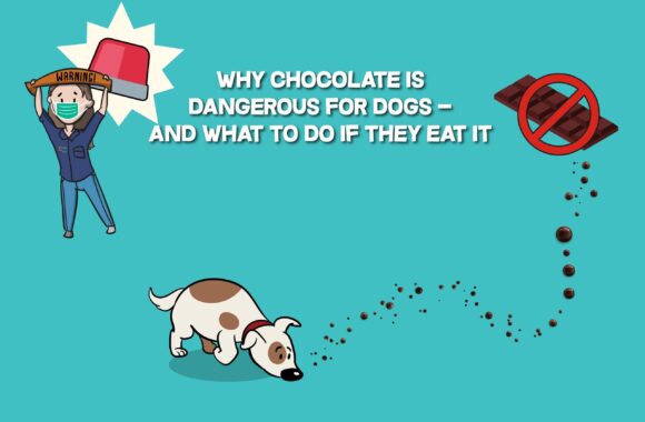 Why Chocolate Is Dangerous for Dogs: Know the Risks