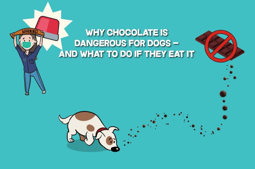 Why Chocolate Is Dangerous for Dogs: Know the Risks Why Chocolate Is Dangerous for Dogs: Know the Risks