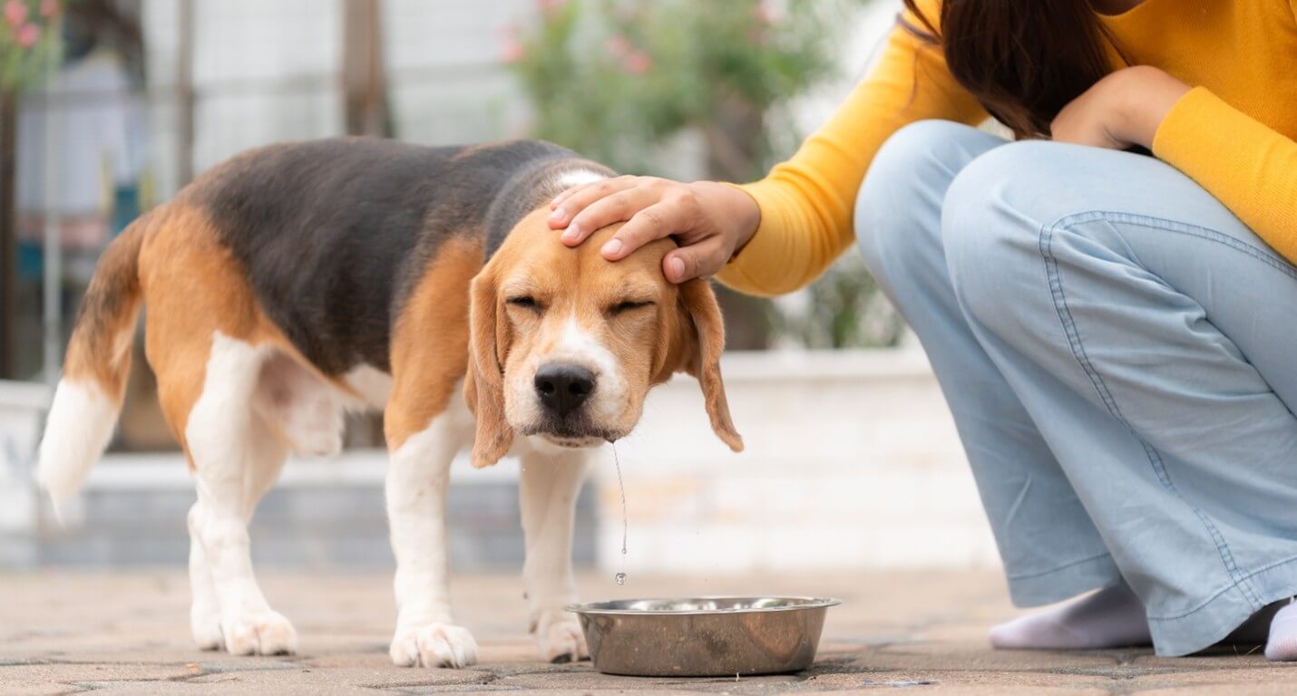 dog being petted