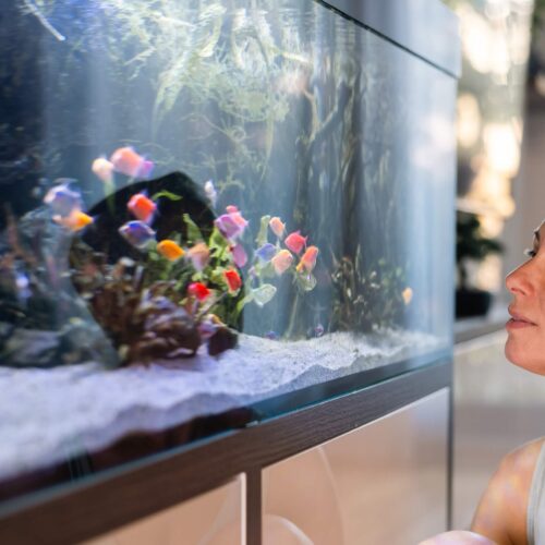Fish Veterinary Care in Dubai; Yes, We Do Fish