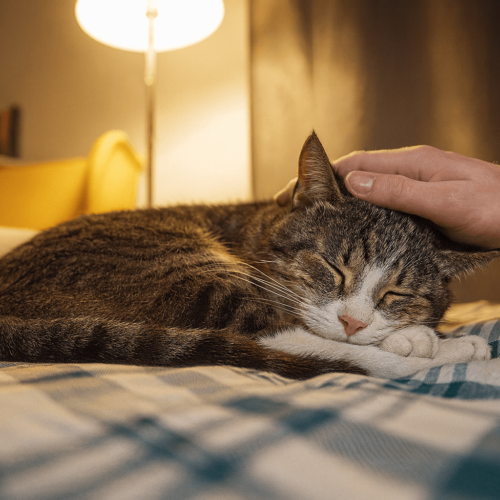 Caring for Senior Cats: Why Geriatric Check-Ups Matter