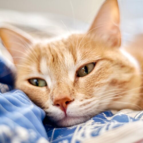 Understanding Kidney Disease in Cats: What Every Cat Owner Should Know