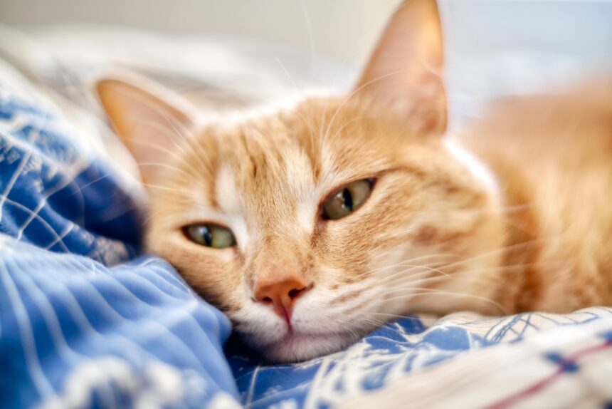 Understanding Kidney Disease in Cats: What Every Cat Owner Should Know Understanding Kidney Disease in Cats: What Every Cat Owner Should Know