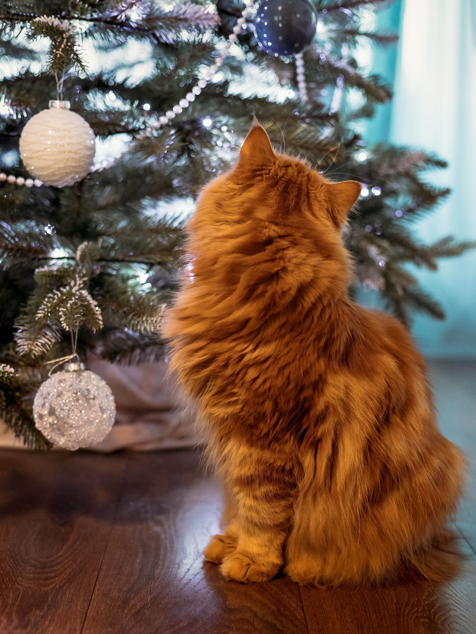 cat looking at Christmas tree