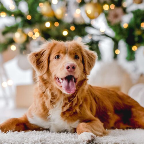 Keeping Your Pets Safe This Christmas