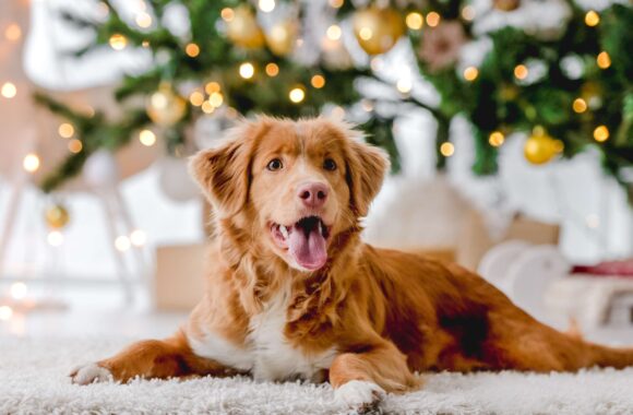 Keeping Your Pets Safe This Christmas