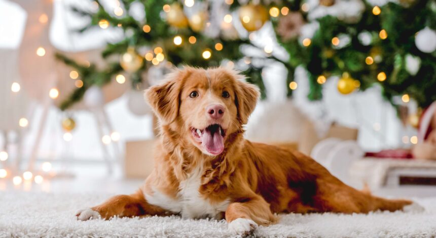 Keeping Your Pets Safe This Christmas
