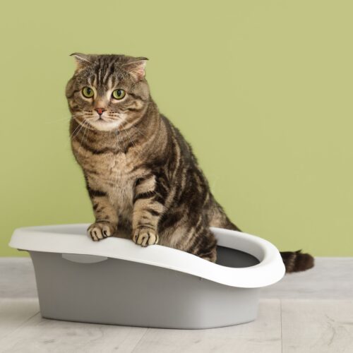 What Your Cat’s Poop Is Telling You