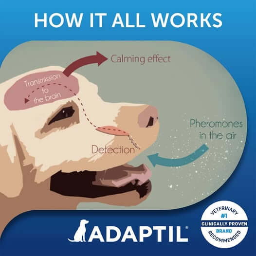 adaptil for dogs