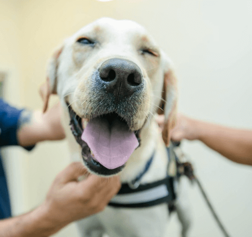 10 Tips for a Stress-Free Visit to 2Feet4Paws Veterinary Clinic