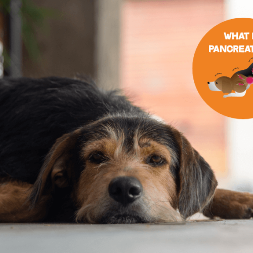 What Is Pancreatitis and Why Does It Matter for Pets During the Holidays