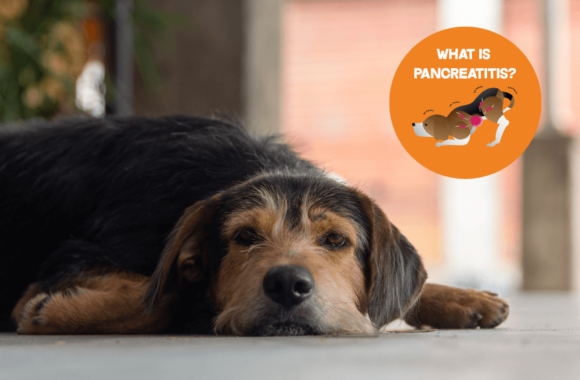 What Is Pancreatitis and Why Does It Matter for Pets During the Holidays