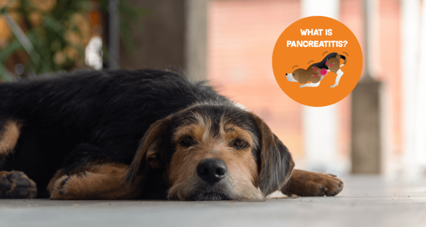 What Is Pancreatitis and Why Does It Matter for Pets During the Holidays What Is Pancreatitis and Why Does It Matter for Pets During the Holidays