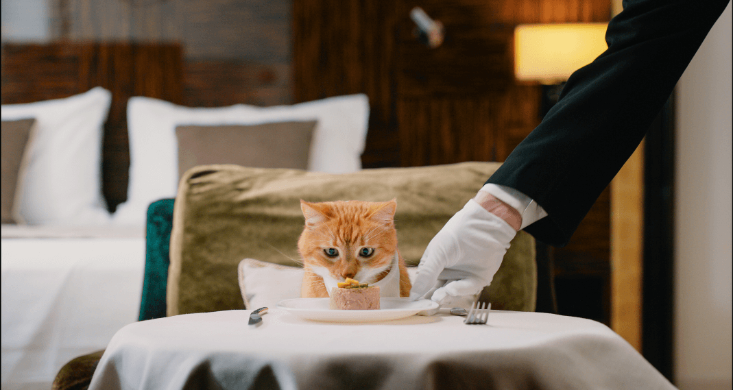 cat fine dining on dining table