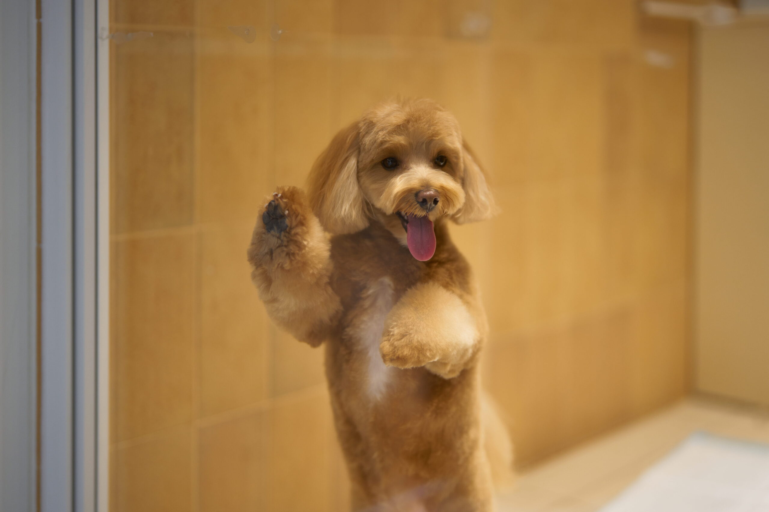 fluffy dog peeping through glass door
