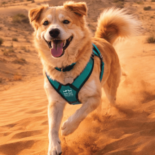 Desert Dog Walks in Dubai: Tick Prevention Every Dog Owner Should Know