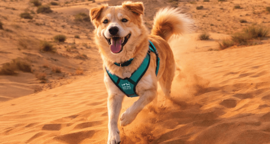 Desert Dog Walks in Dubai: Tick Prevention Every Dog Owner Should Know
